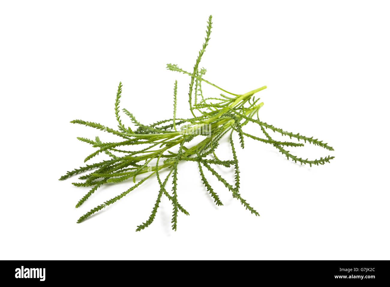 Santolina viridis ( erba di oliva ) isolato su bianco Foto Stock