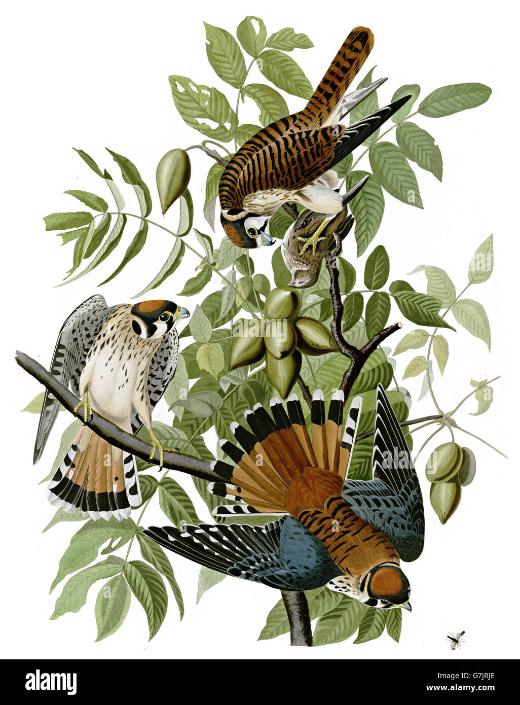 American gheppio, falco Sparverius, uccelli, 1827 - 1838 Foto Stock