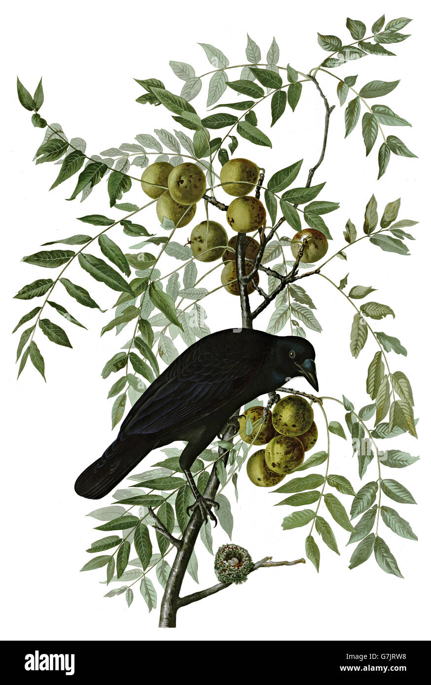 American Crow, Corvus brachyrhynchos, uccelli, 1827 - 1838 Foto Stock