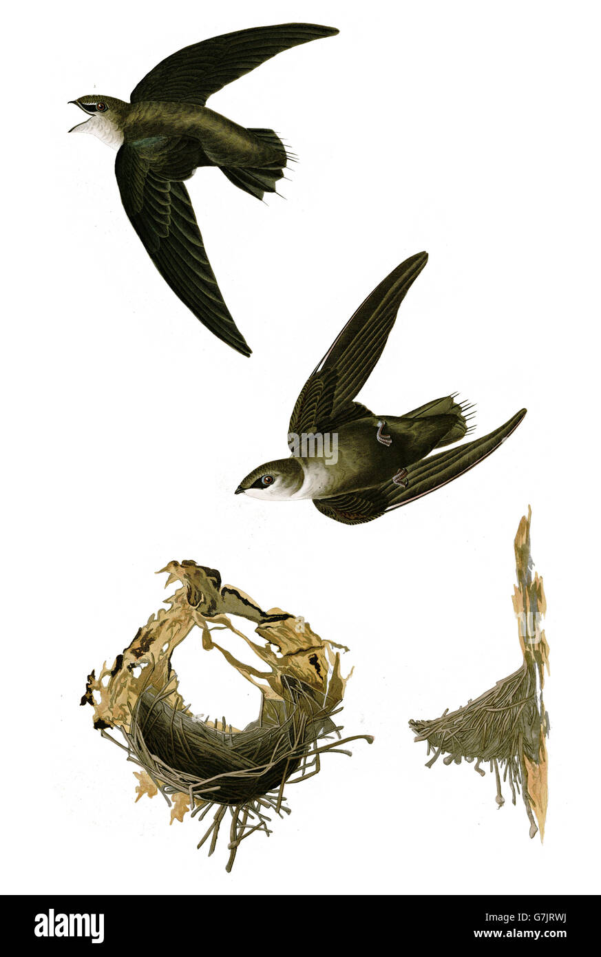 Chimney Swift, Chaetura pelagica, uccelli, 1827 - 1838 Foto Stock