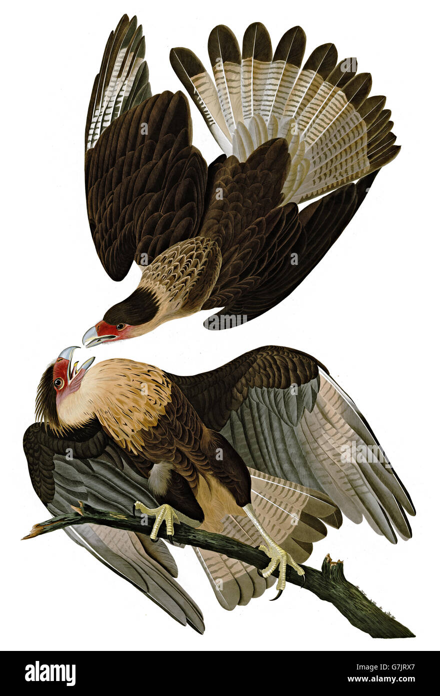 Crested caracara, Polyborus plancus, uccelli, 1827 - 1838 Foto Stock