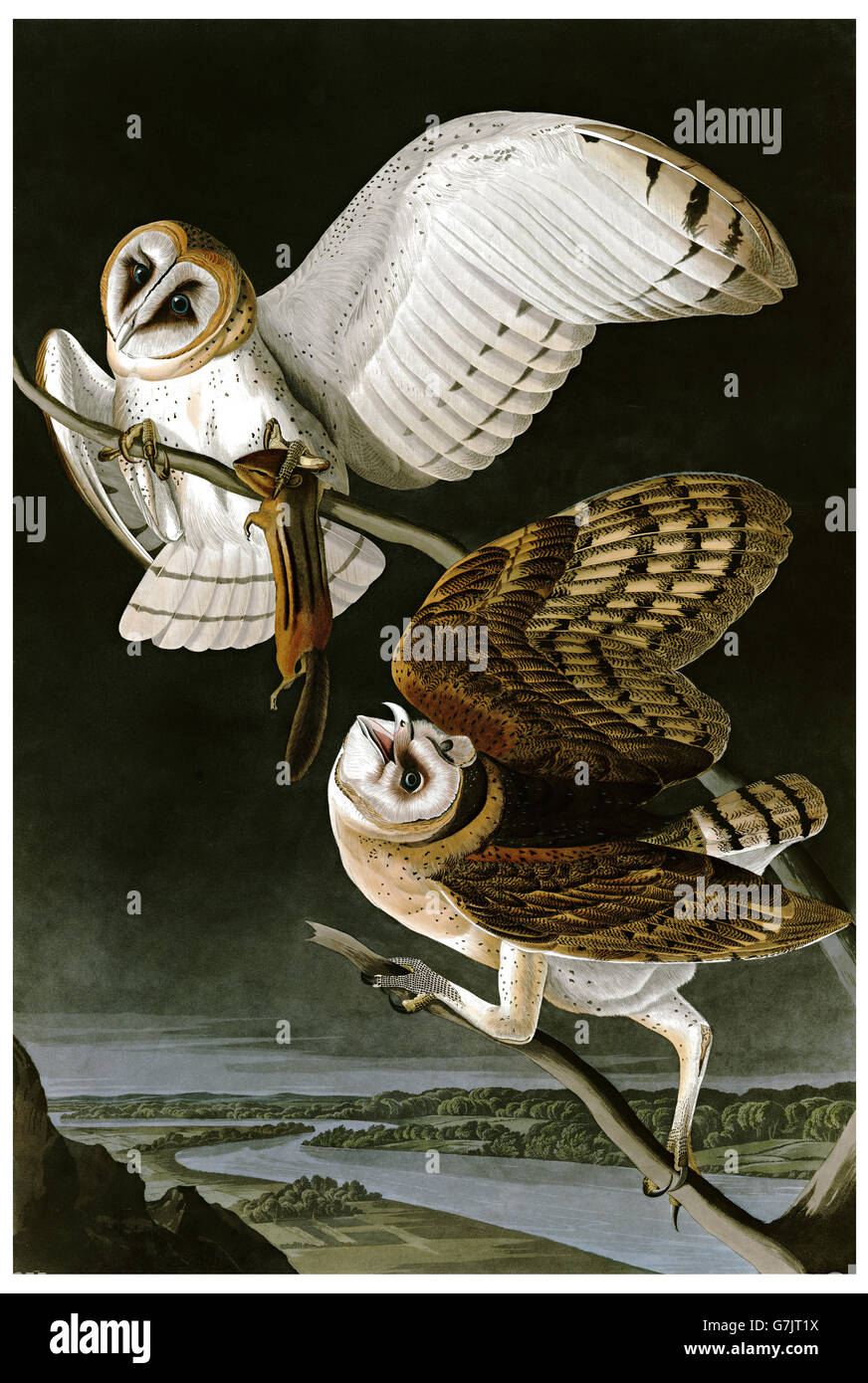 Common-Barn-gufo, Tyto alba, uccelli, 1827 - 1838 Foto Stock