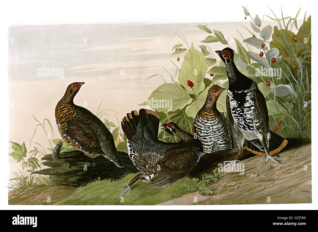 Spruce Grouse, Dendragapus canadensis, uccelli, 1827 - 1838 Foto Stock