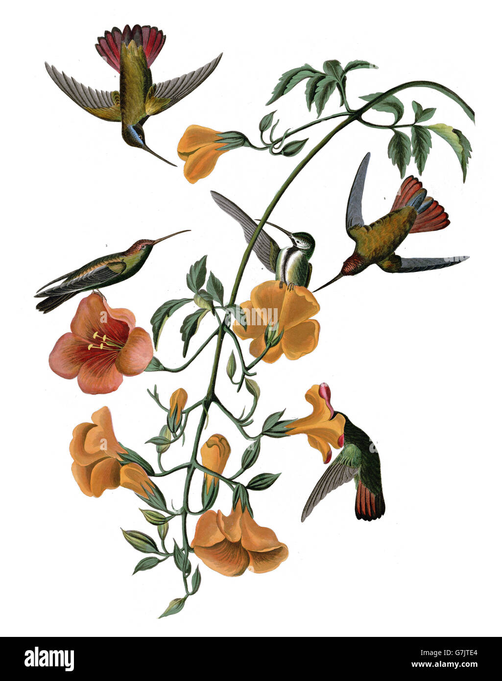 Nero-throated Mango, Anthracothorax nigricollis, uccelli, 1827 - 1838 Foto Stock