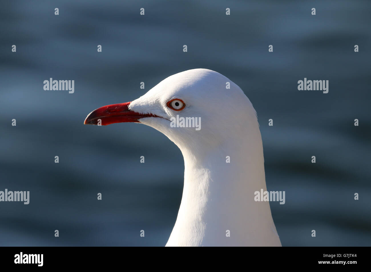Close up di adulto argento testa di gabbiano Foto Stock