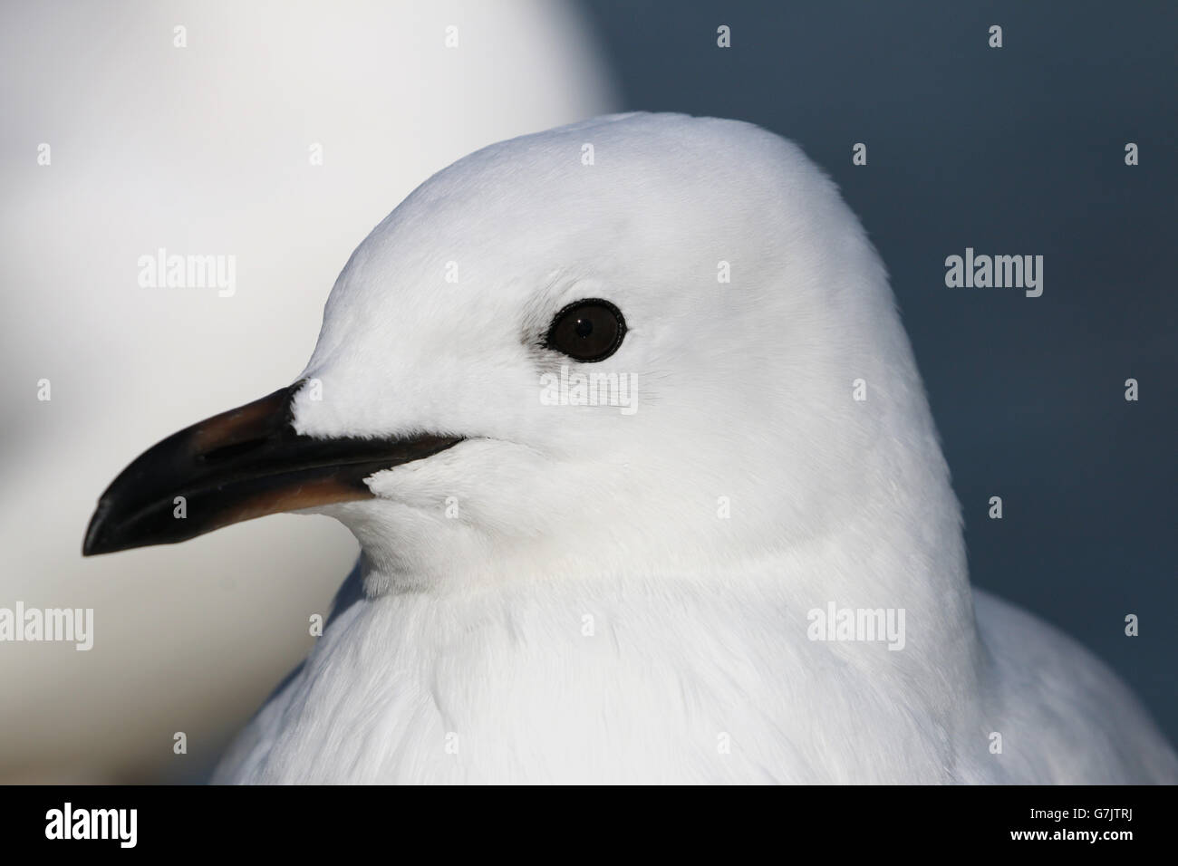 Close up di novellame di argento testa di gabbiano Foto Stock