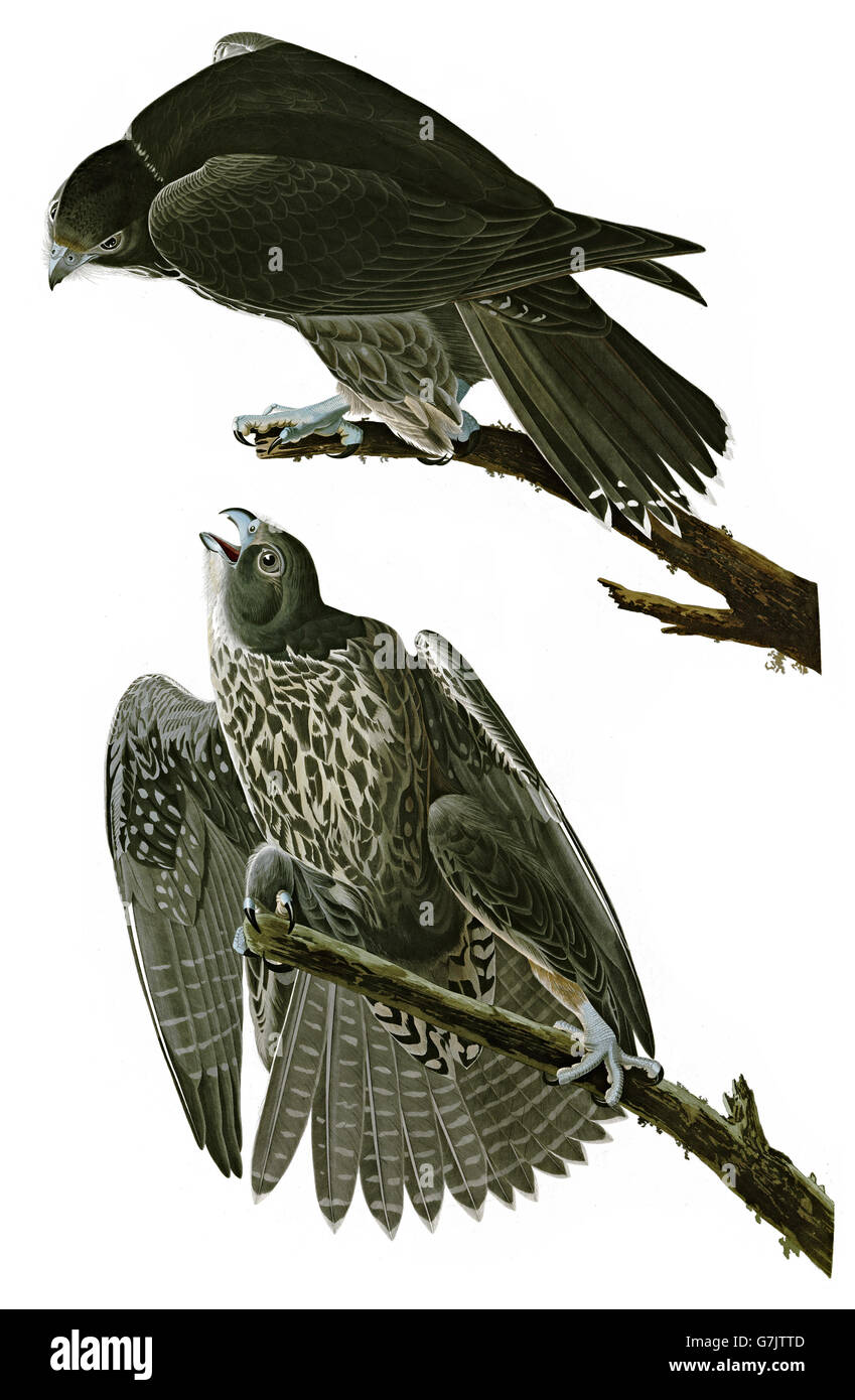 Gyrfalcon, Falco rusticolus, uccelli, 1827 - 1838 Foto Stock