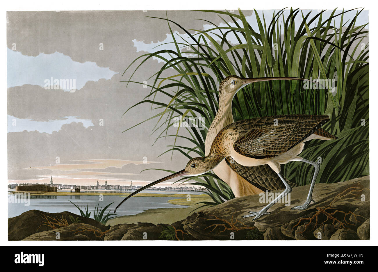 A lungo fatturati Curlew, Numenius americanus, uccelli, 1827 - 1838 Foto Stock