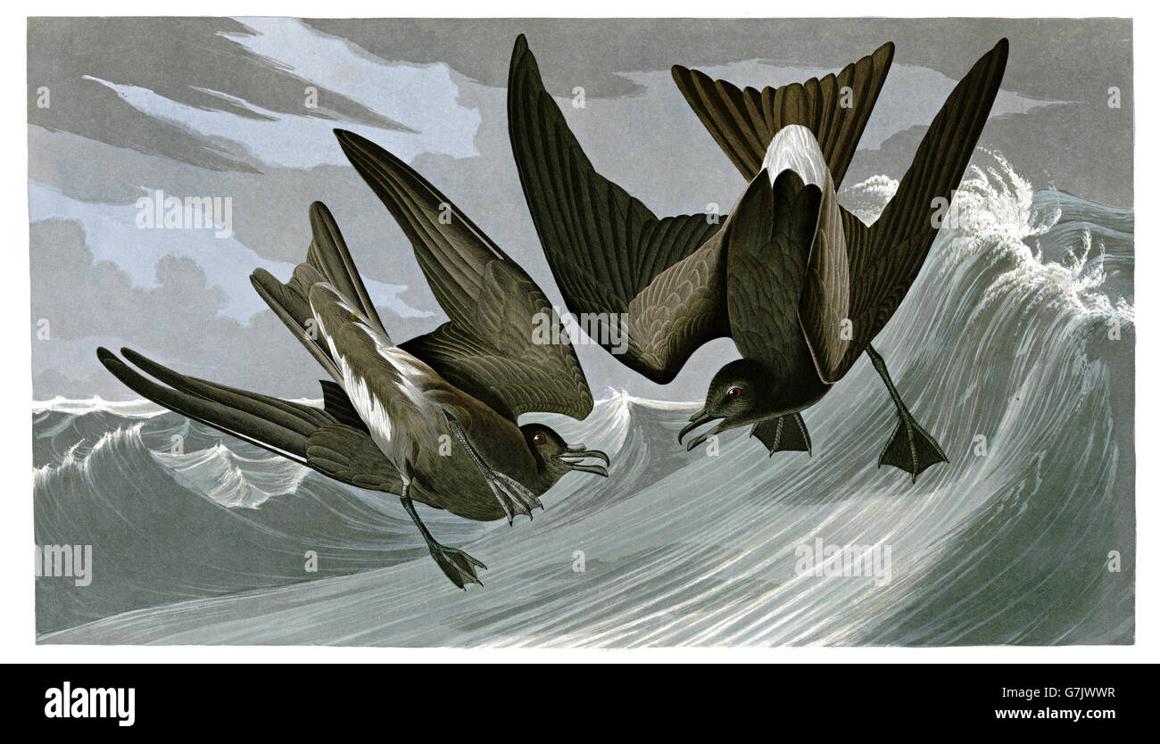 Leach s Storm-Petrel, Oceanodroma leucorhoa, uccelli, 1827 - 1838 Foto Stock