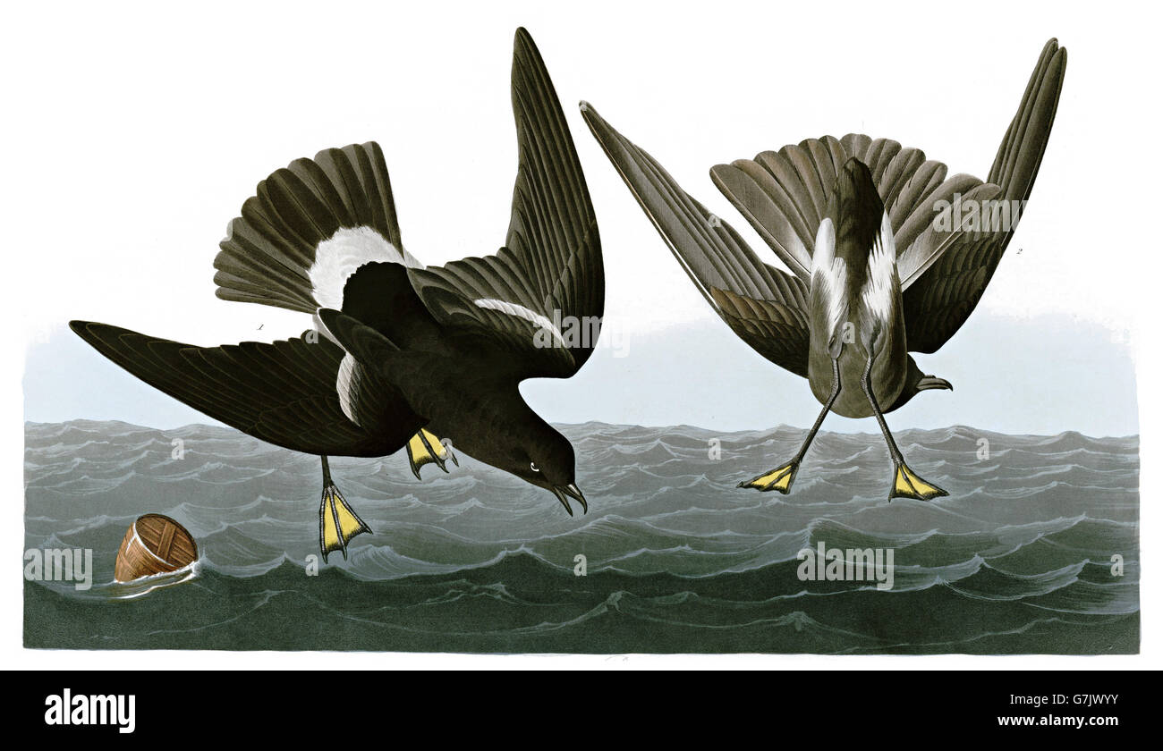 Wilson s Storm-Petrel, Oceanites oceanicus, uccelli, 1827 - 1838 Foto Stock