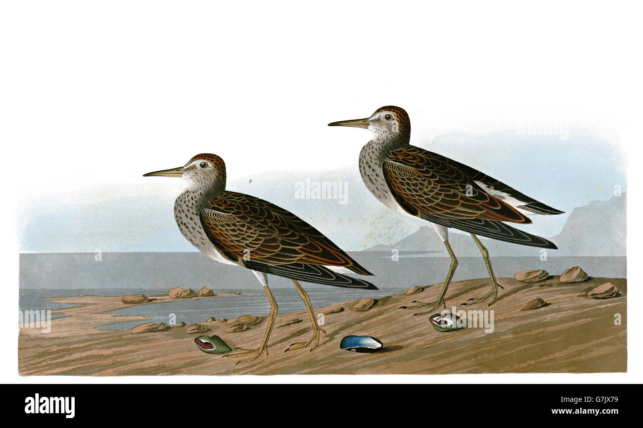 Sandpiper pettorali, Calidris melanotos, uccelli, 1827 - 1838 Foto Stock