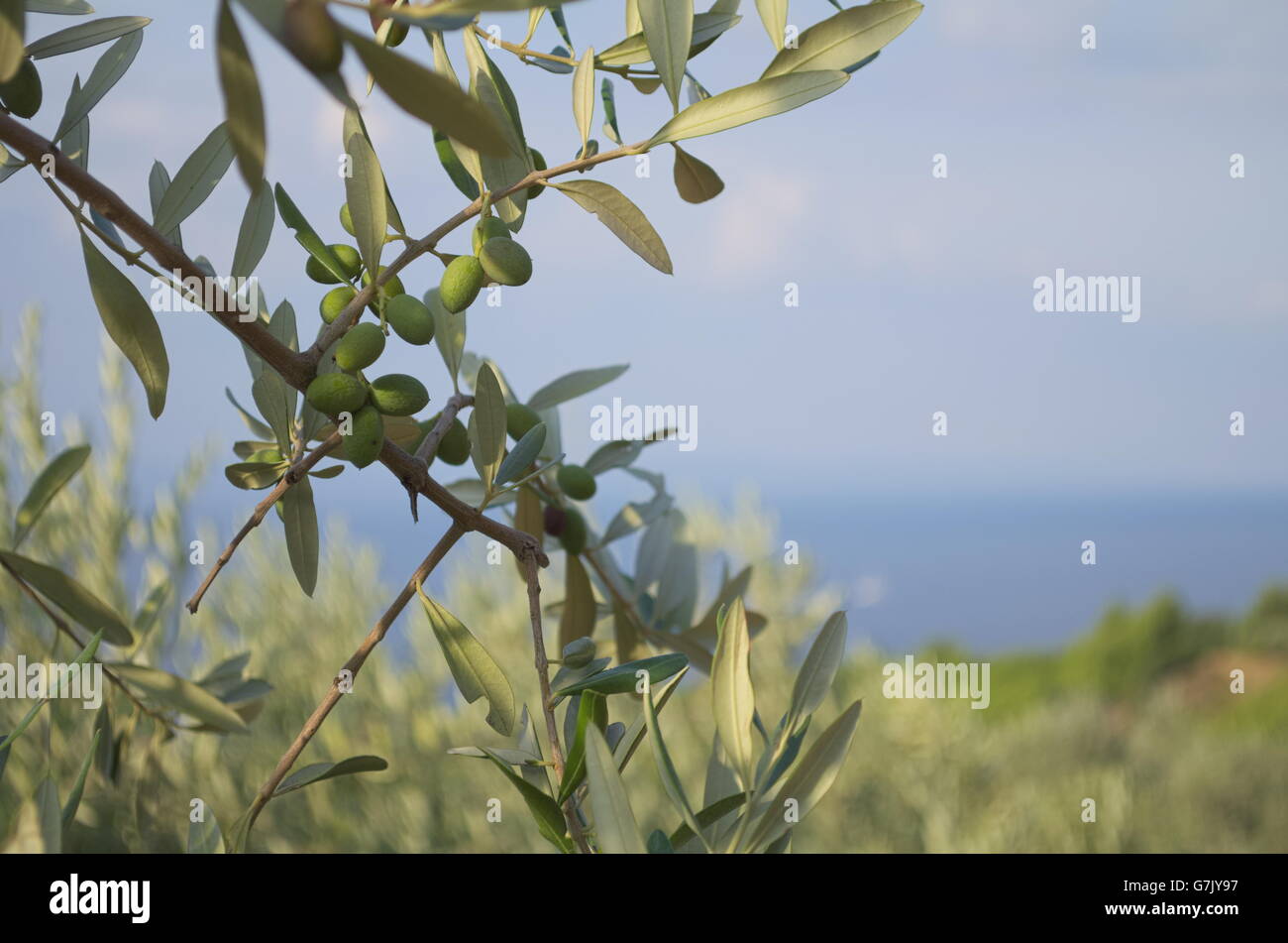 Olive Branch con Olive e lo sfondo del mare Foto Stock