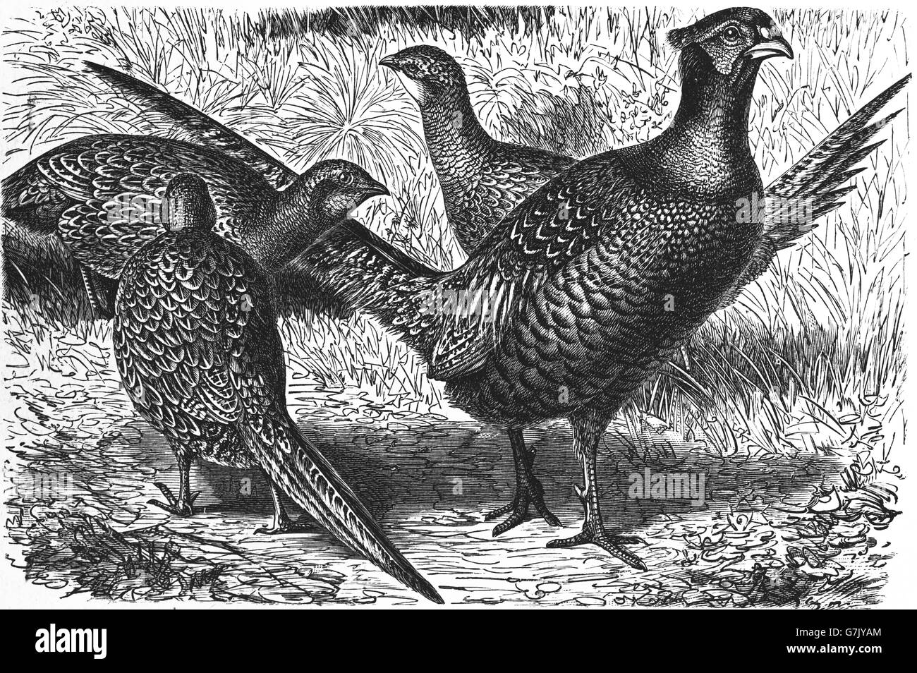 Comune, fagiano Phasianus colchicus, Fasianidi, Galliformi, illustrazione dal libro datato 1904 Foto Stock