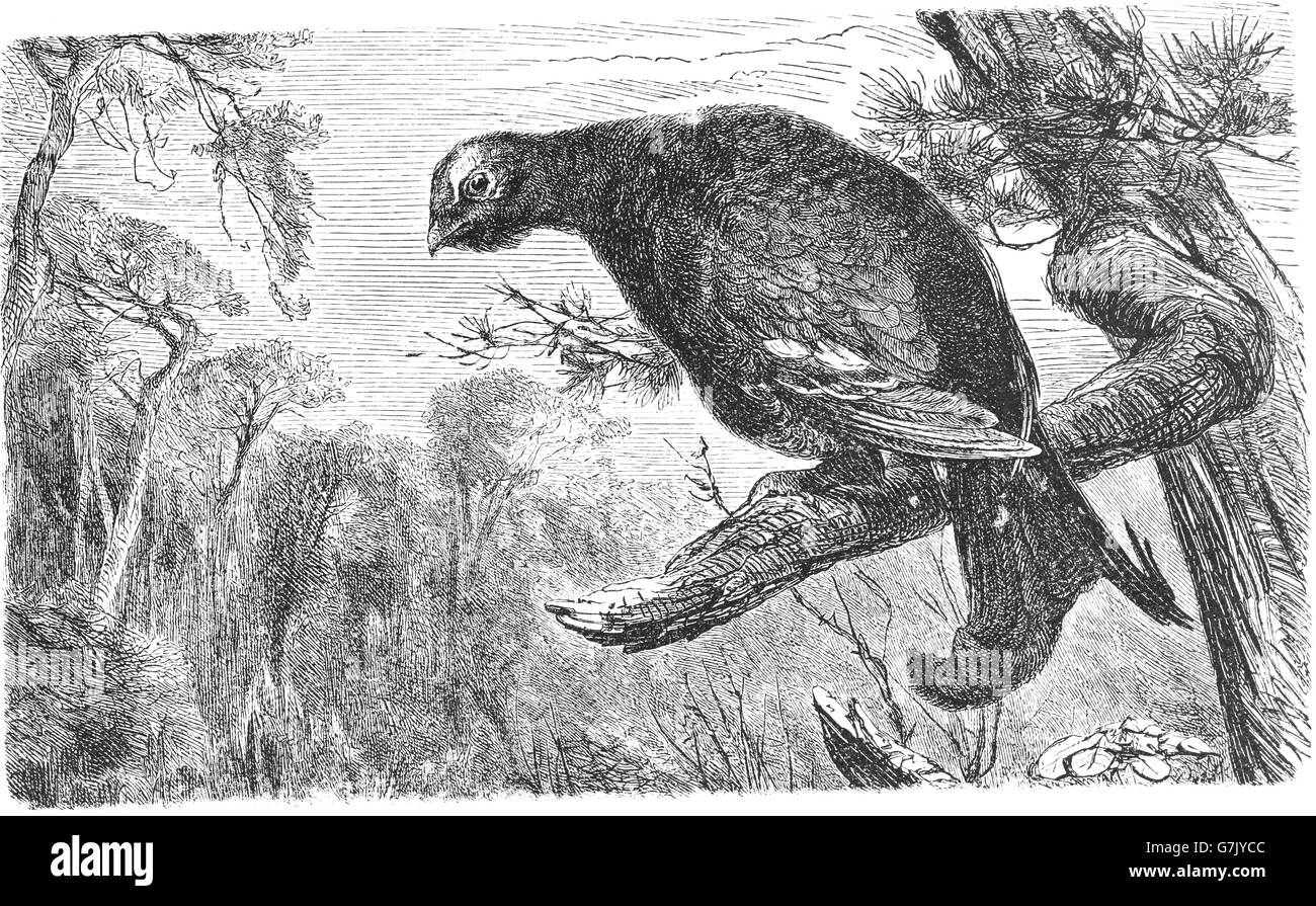 Gallo forcello, blackgame, blackcock, Tetrao tetrix, illustrazione dal libro datato 1904 Foto Stock