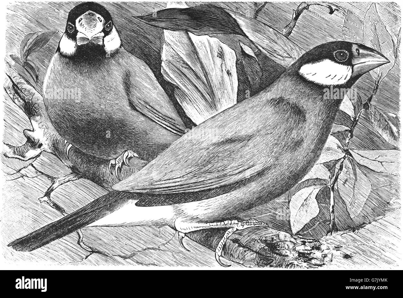 Java sparrow, Lonchura oryzivora, illustrazione dal libro datato 1904 Foto Stock