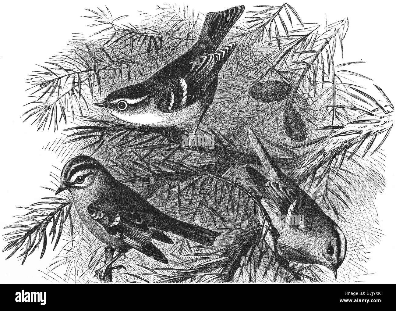 Giallo-browed trillo, Phylloscopus inornatus, firecrest comune, Regulus ignicapilla, goldcrest, Regulus regulus Foto Stock