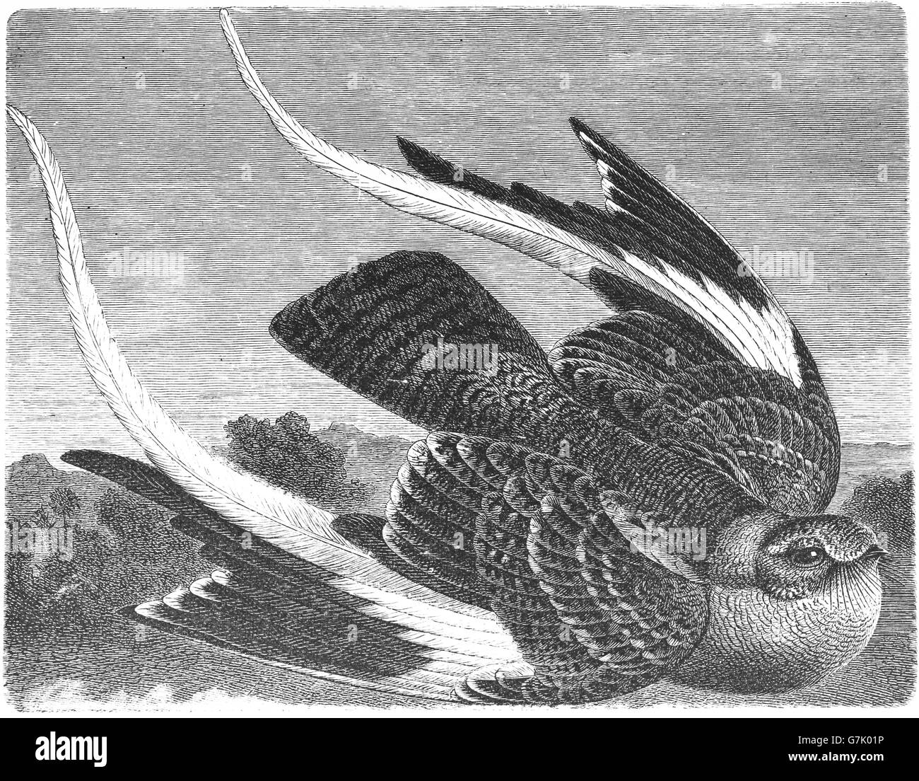Pennant-nightjar alato, Caprimulgus vexillarius, illustrazione dal libro datato 1904 Foto Stock