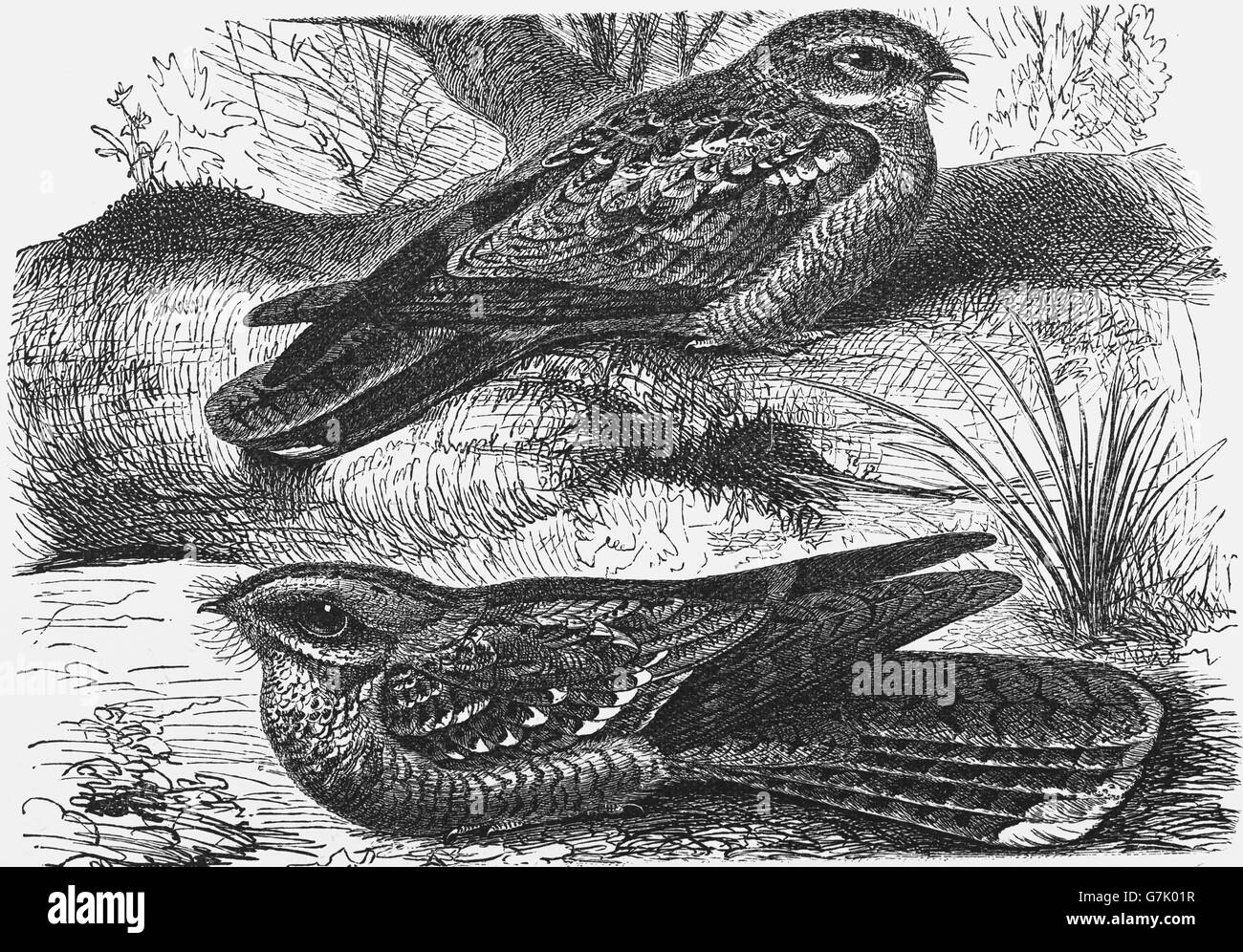 Nightjar europea, Caprimulgus europaeus e Rosso Colli, nightjar Caprimulgus ruficollis, illustrazione dal libro datato 1904 Foto Stock