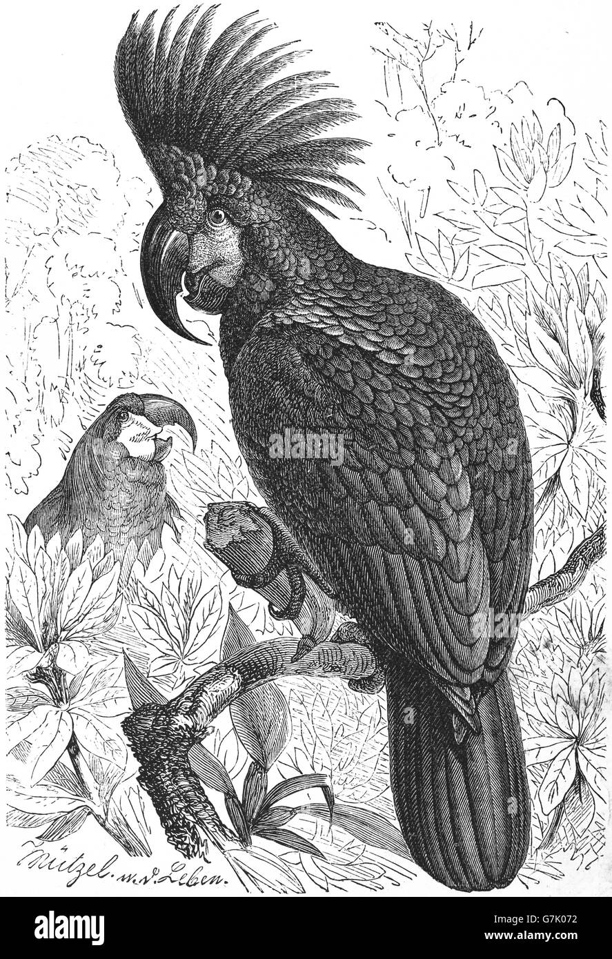 Grande cacatua di palma immagini e fotografie stock ad alta risoluzione - Alamy
