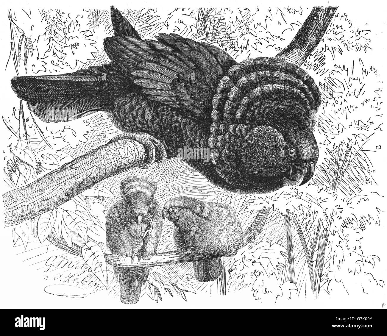 Rosso-ventola, Parrot Deroptyus accipitrinus, hawk Amazzone nuca, illustrazione dal libro datato 1904 Foto Stock