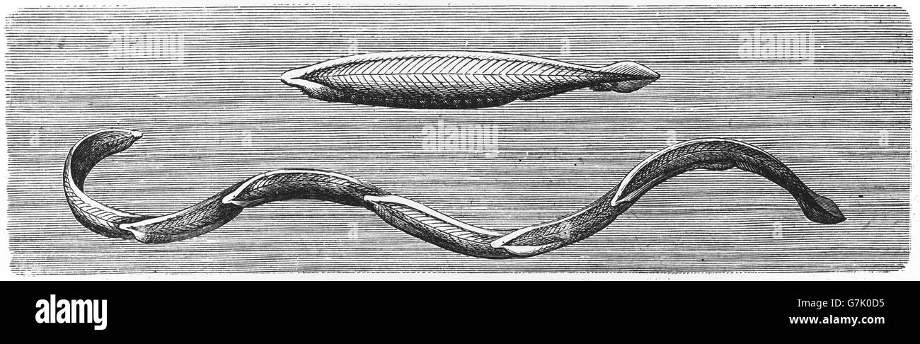 Unione lancelet, Branchiostoma lanceolatum, illustrazione dal libro datato 1904 Foto Stock