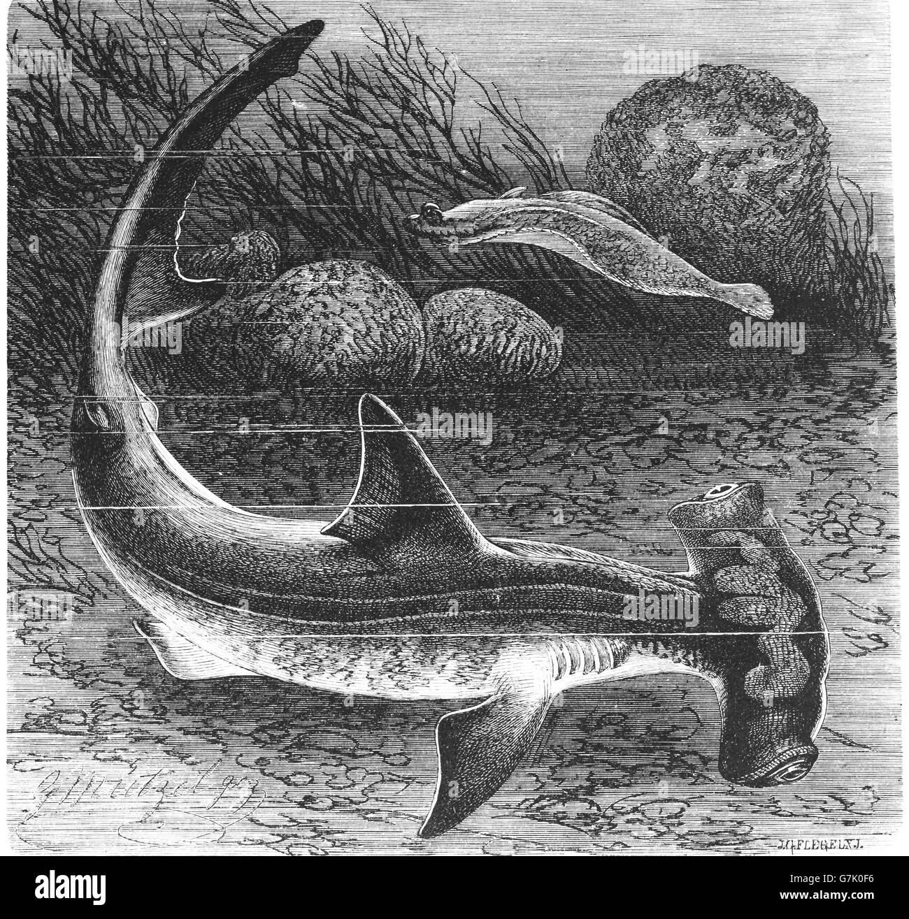 Liscio, a testa di martello Sphyrna zygaena, squalo martello, illustrazione dal libro datato 1904 Foto Stock
