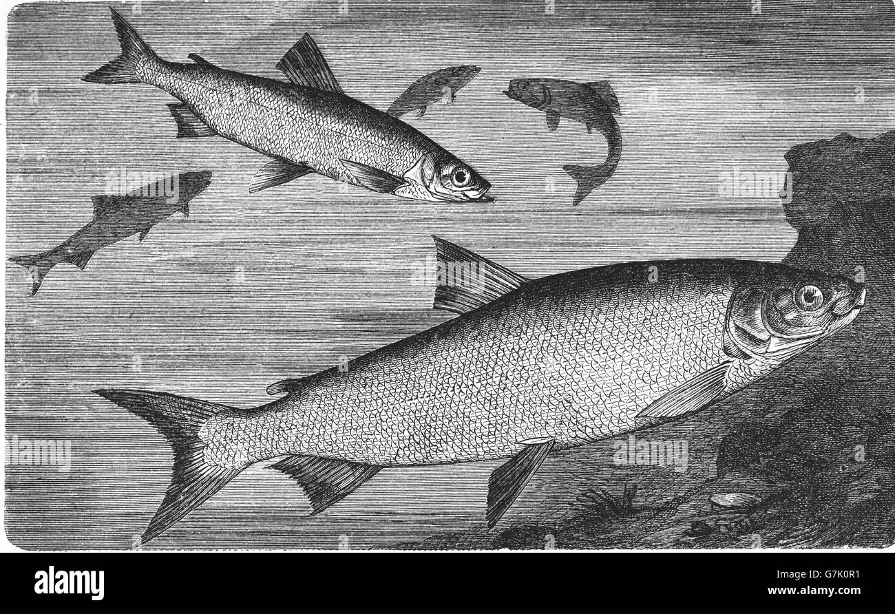 Coregonus albula vendace, Europea cisco, coregoni e Coregonus lavaretus, lavaret, illustrazione dal libro datato 1904 Foto Stock