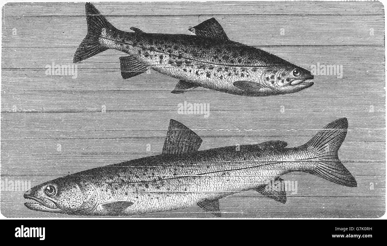 La trota fario Salmo trutta e Huchen, salmone del Danubio, Hucho hucho, illustrazione dal libro datato 1904 Foto Stock