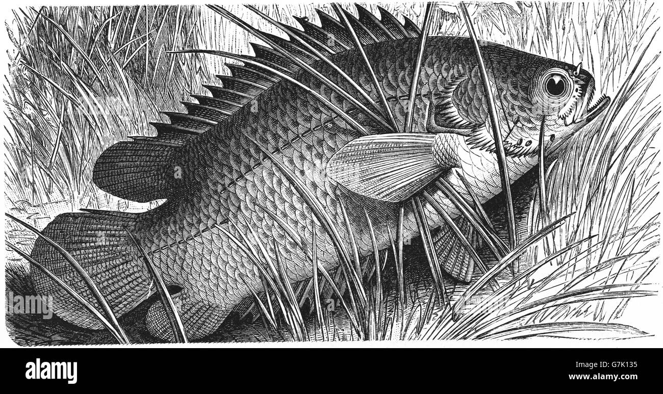 Anabas testudineus, arrampicata pesce persico, arrampicata gourami, illustrazione dal libro datato 1904 Foto Stock