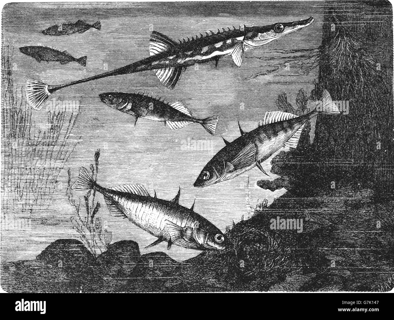 Spinachia spinachia, mare stickleback, tre-spined stickleback, Gasterosteus aculeatus, illustrazione dal libro datato 1904 Foto Stock