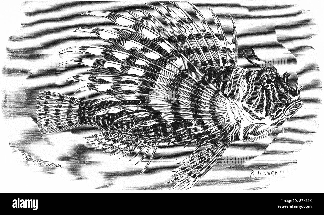 Leone Rosso, pterois volitans, velenosa, Coral reef, illustrazione dal libro datato 1904 Foto Stock