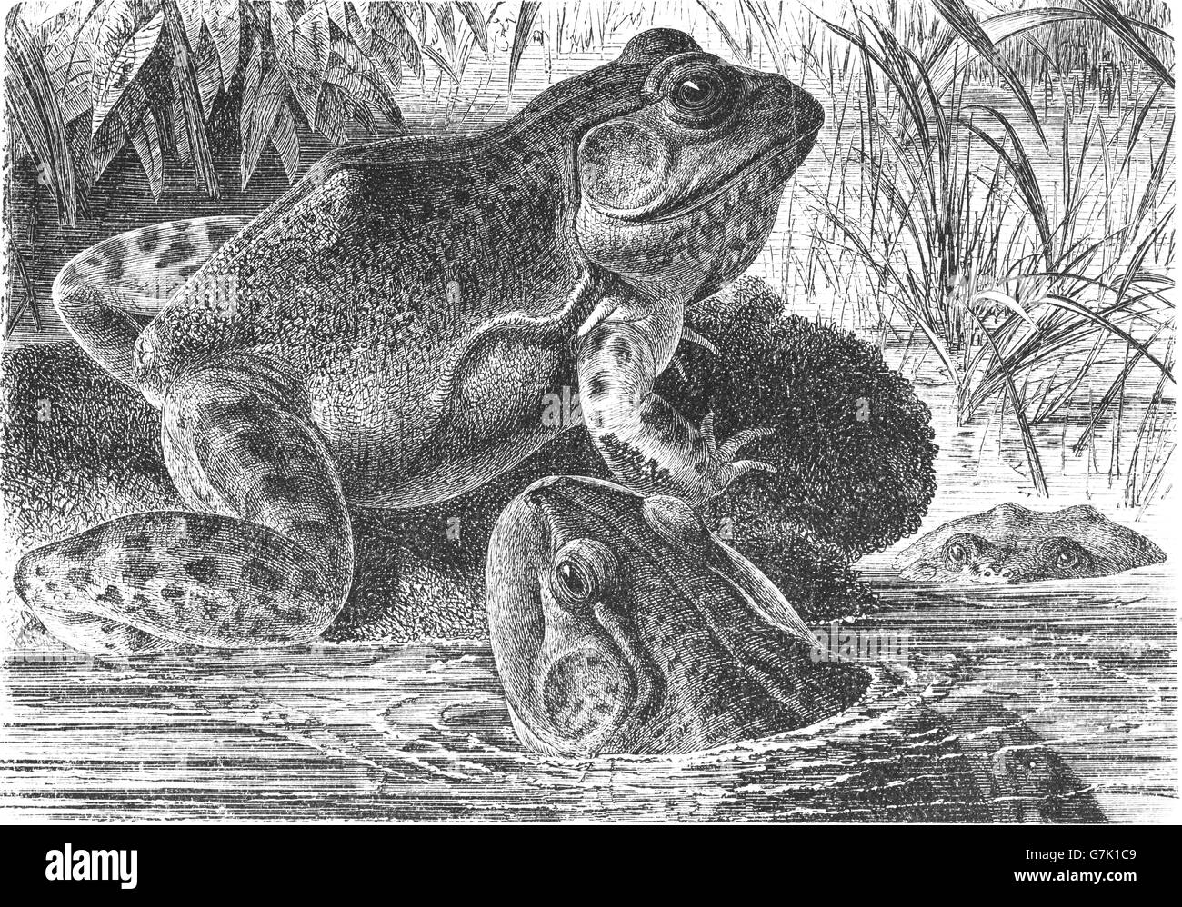 American bullfrog, Lithobates catesbeianus, illustrazione dal libro datato 1904 Foto Stock
