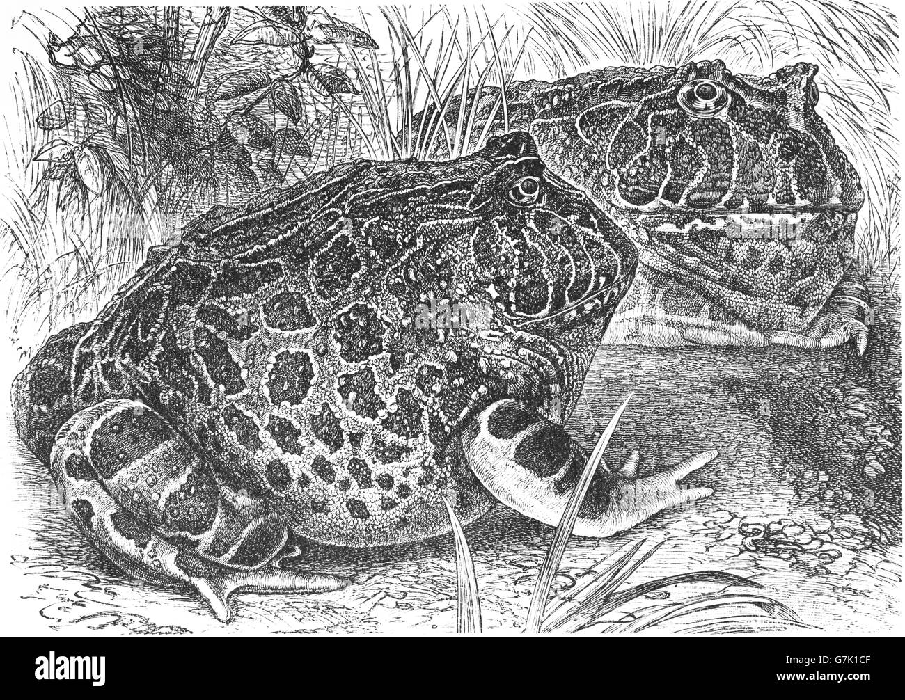 Argentina rana cornuta, argentino a imboccatura larga rana, ornato pacman rana, Ceratophrys ornata, illustrazione dal libro datato 1904 Foto Stock