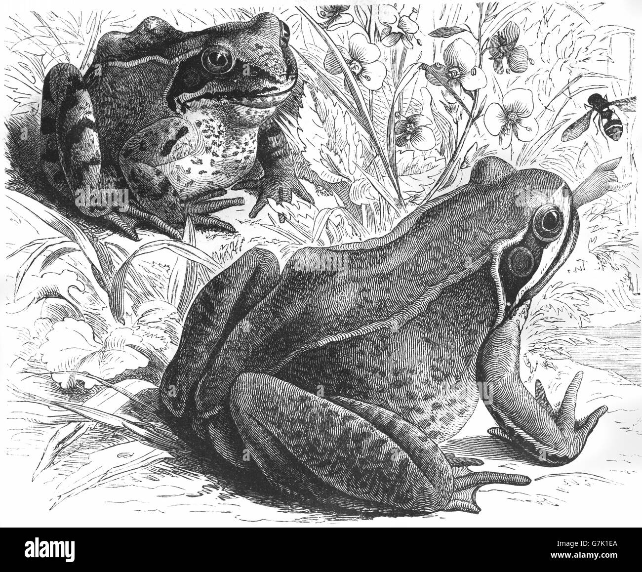 Rana comune, rana temporaria, illustrazione dal libro datato 1904 Foto Stock