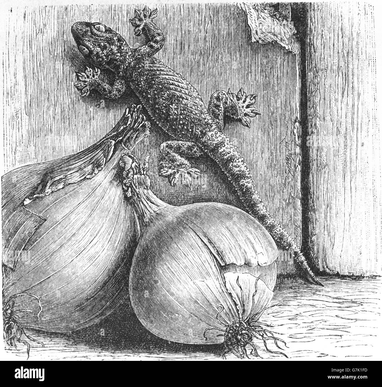 Mediterranean house gecko gecko Turco, Hemidactylus turcicus, illustrazione dal libro datato 1904 Foto Stock