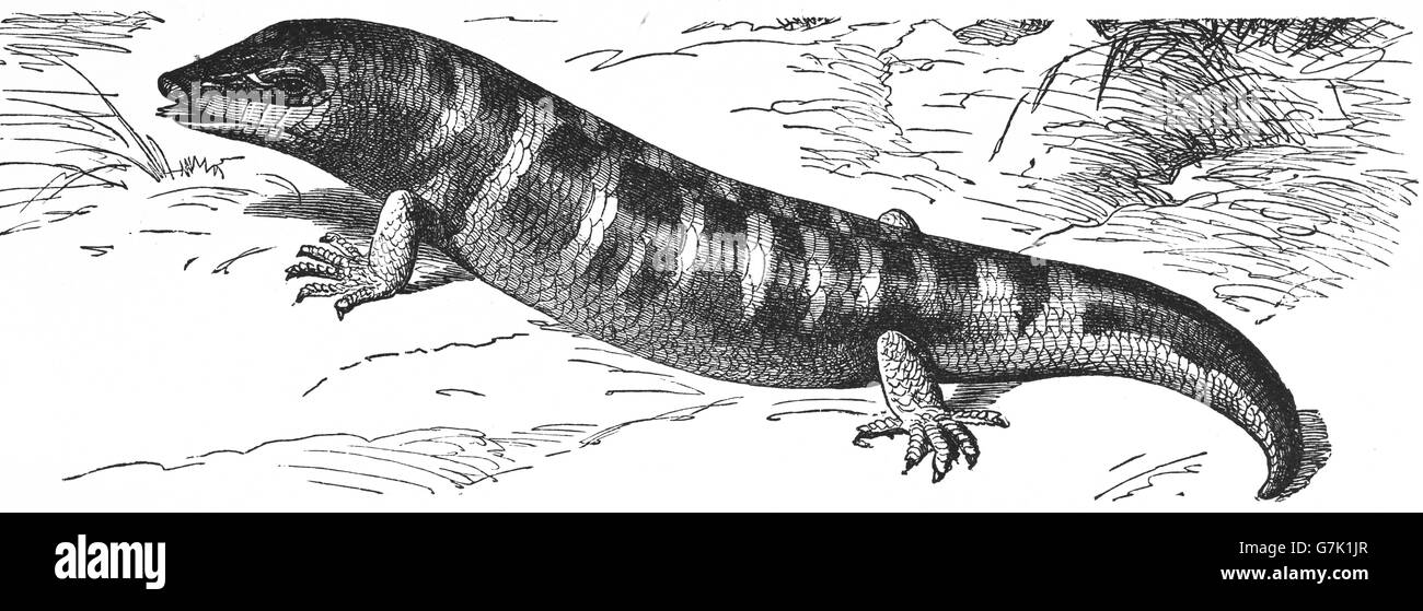 Sandfish, Scincus scincus, skink, illustrazione dal libro datato 1904 Foto Stock