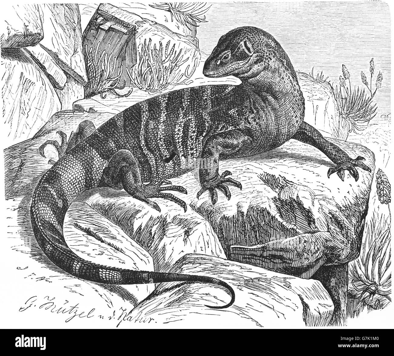 Monitor di roccia, legavaan, bianco-throated monitor, Varanus albigularis, illustrazione dal libro datato 1904 Foto Stock