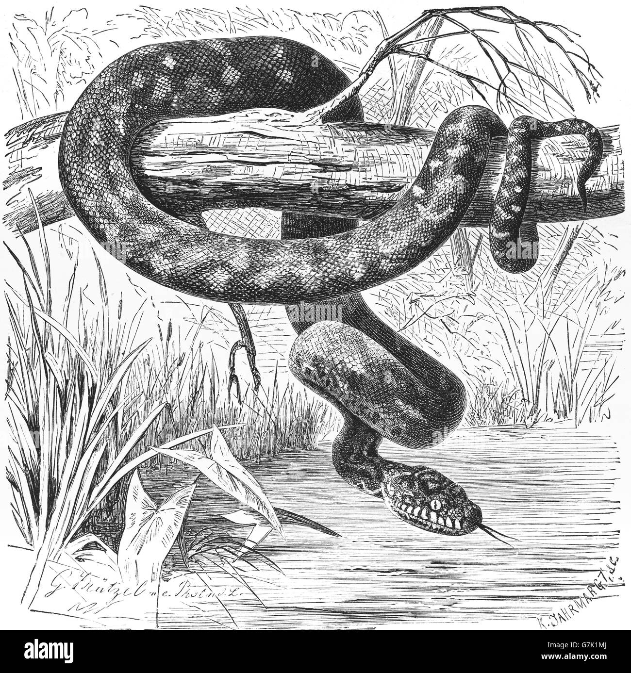 Tappeto di python, diamond python, Morelia spilota, Morelia argus, illustrazione dal libro datato 1904 Foto Stock