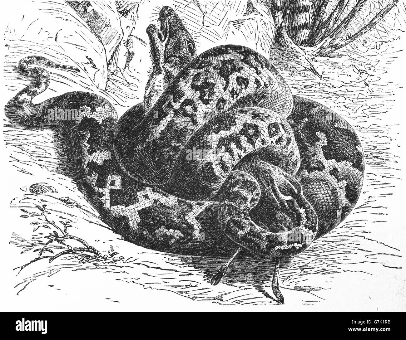 Indian python, nero-tailed python, Indian rock Python Python molurus, illustrazione dal libro datato 1904 Foto Stock