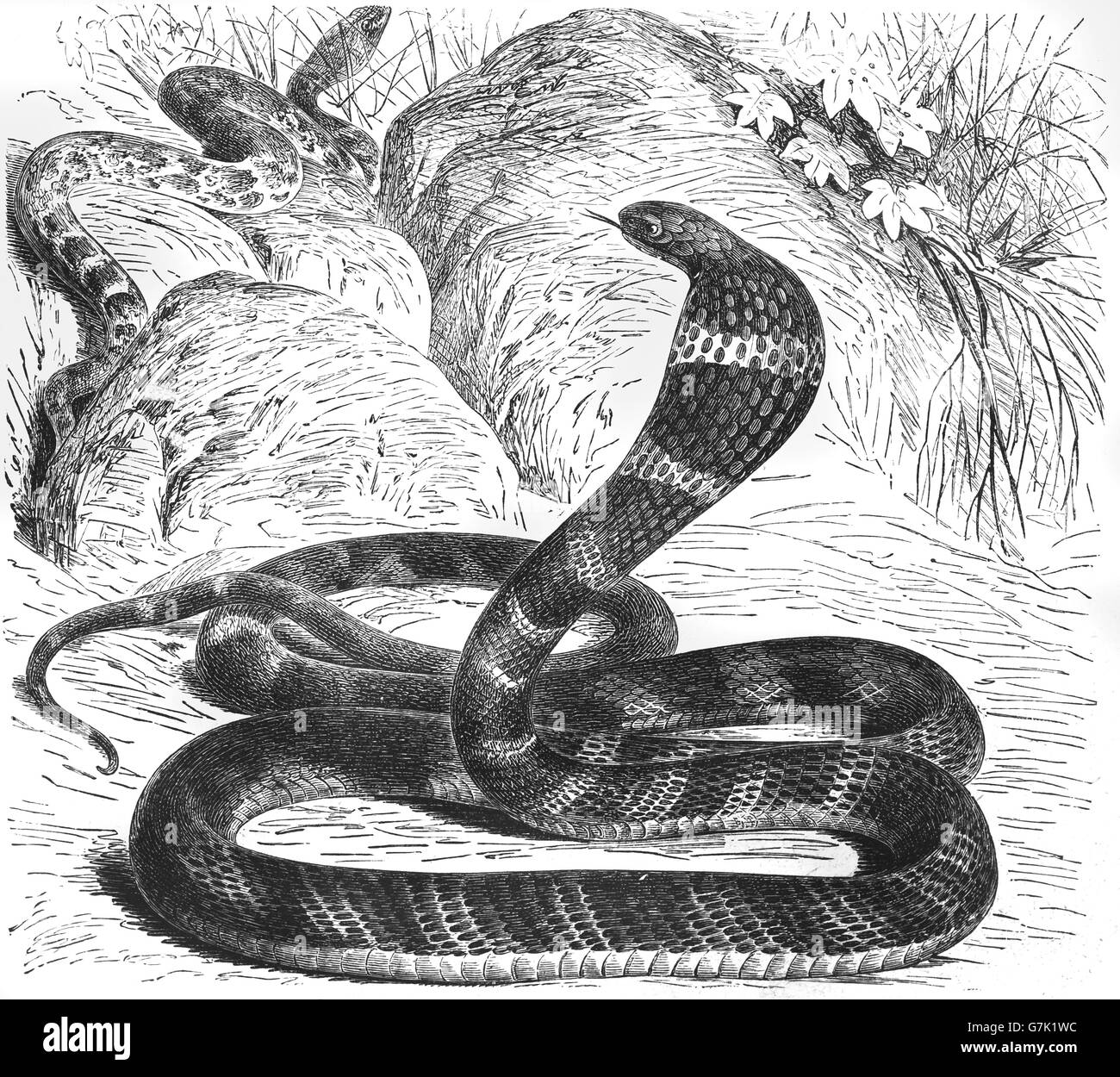 Re cobra, Ophiophagus hannah, illustrazione dal libro datato 1904 Foto Stock