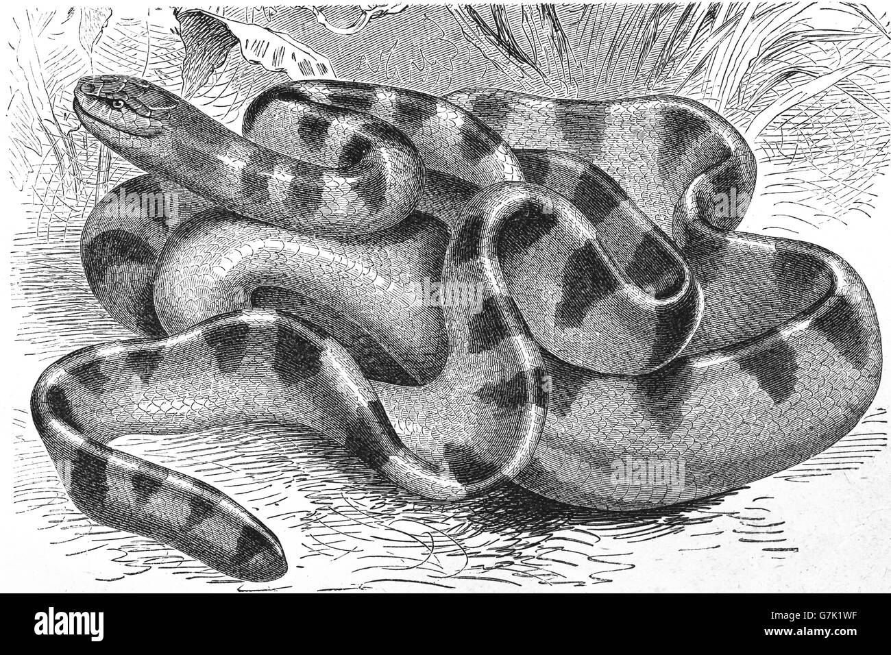 Mare Annulated snake, blu-mare nastrati snake, Hydrophis cyanocinctus, illustrazione dal libro datato 1904 Foto Stock