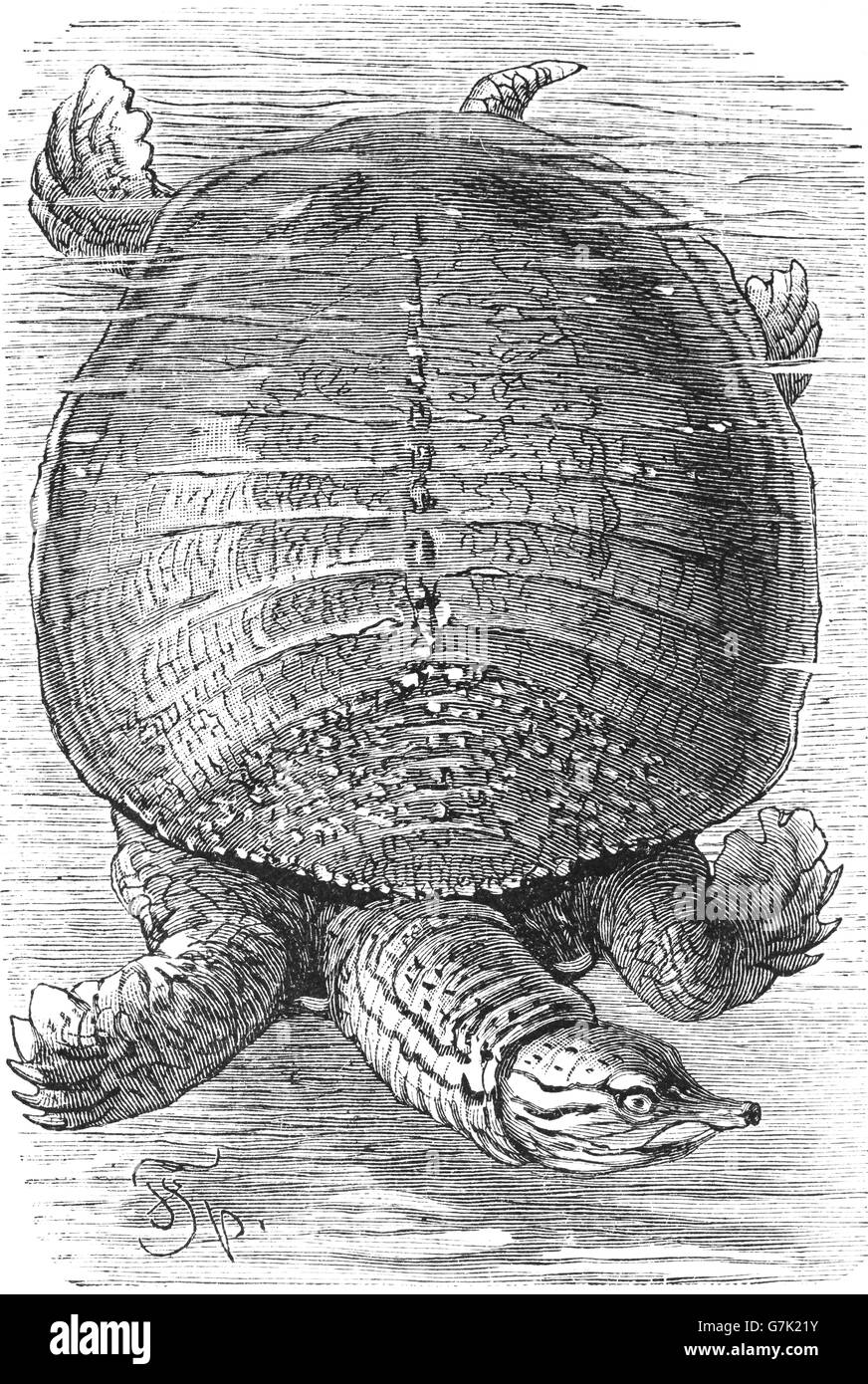 Florida softshell tartaruga, Apalone ferox, Trionyx ferox, illustrazione dal libro datato 1904 Foto Stock