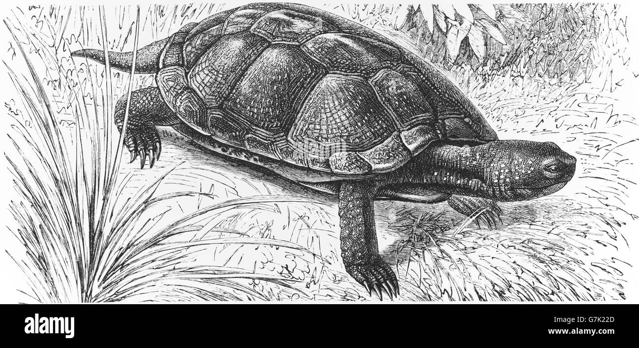 Lo spagnolo pond turtle, tartaruga mediterranea, Mauremys leprosa, illustrazione dal libro datato 1904 Foto Stock