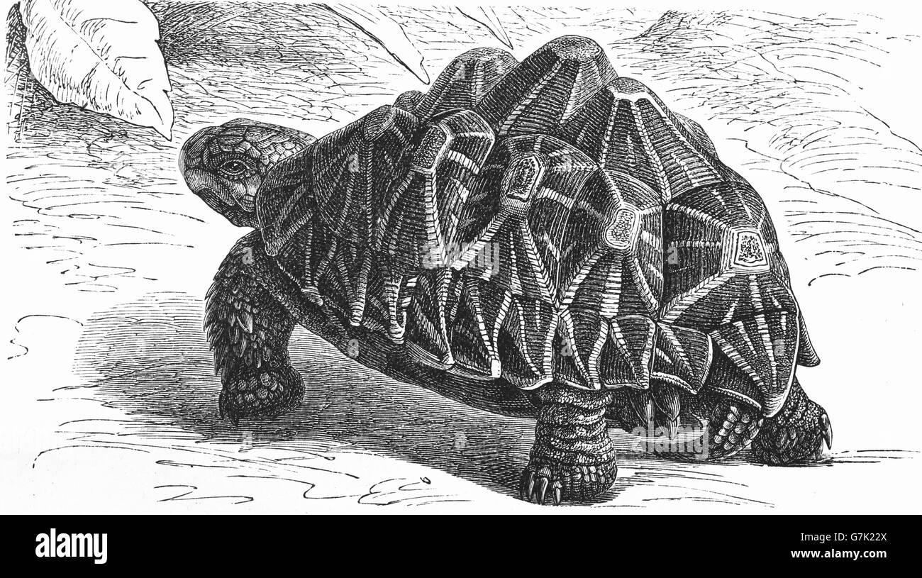 Star indiane tartaruga, Geochelone elegans, testudo elegans, illustrazione dal libro datato 1904 Foto Stock