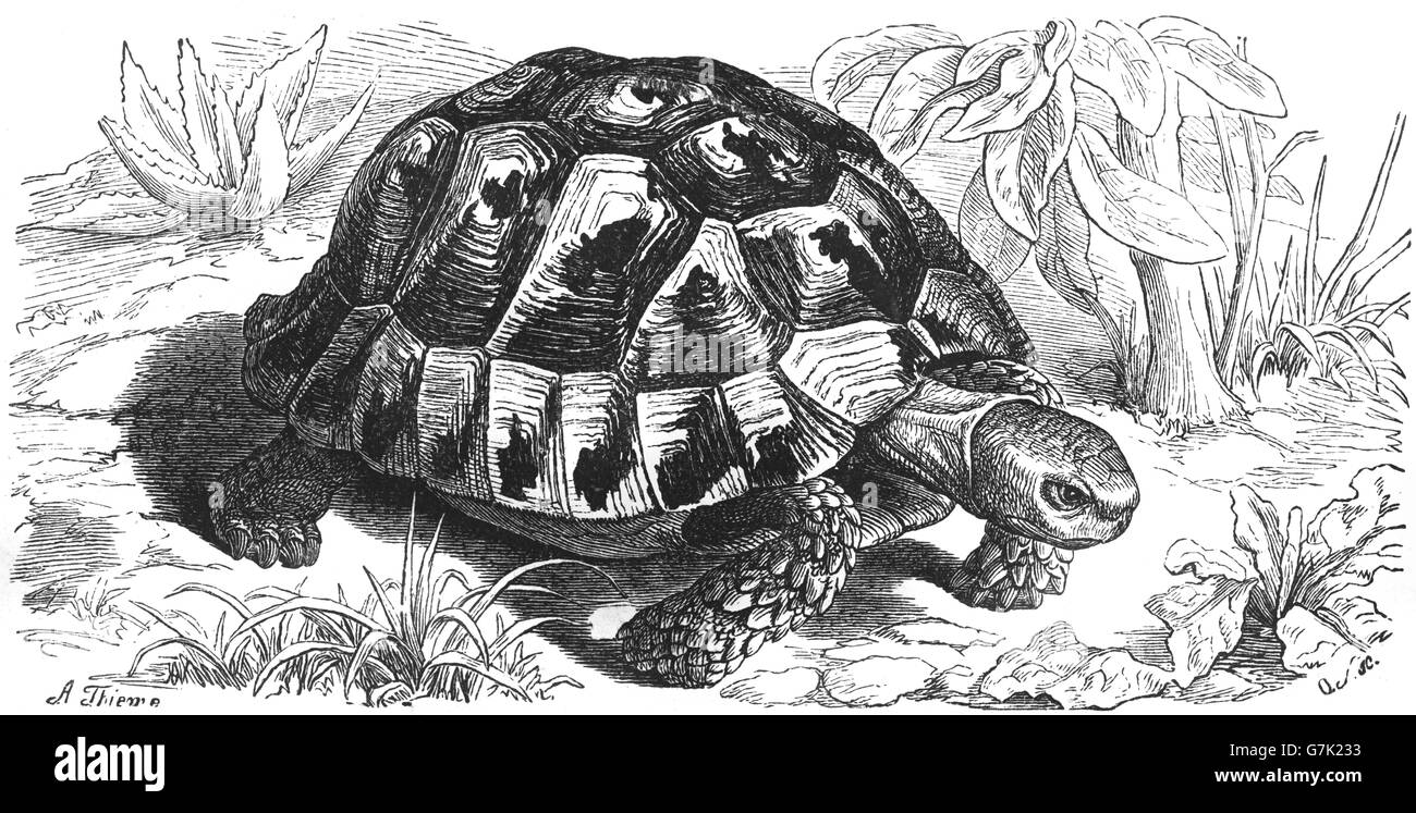 Sperone-thighed tartaruga, tartaruga greca, Testudo graeca, illustrazione dal libro datato 1904 Foto Stock