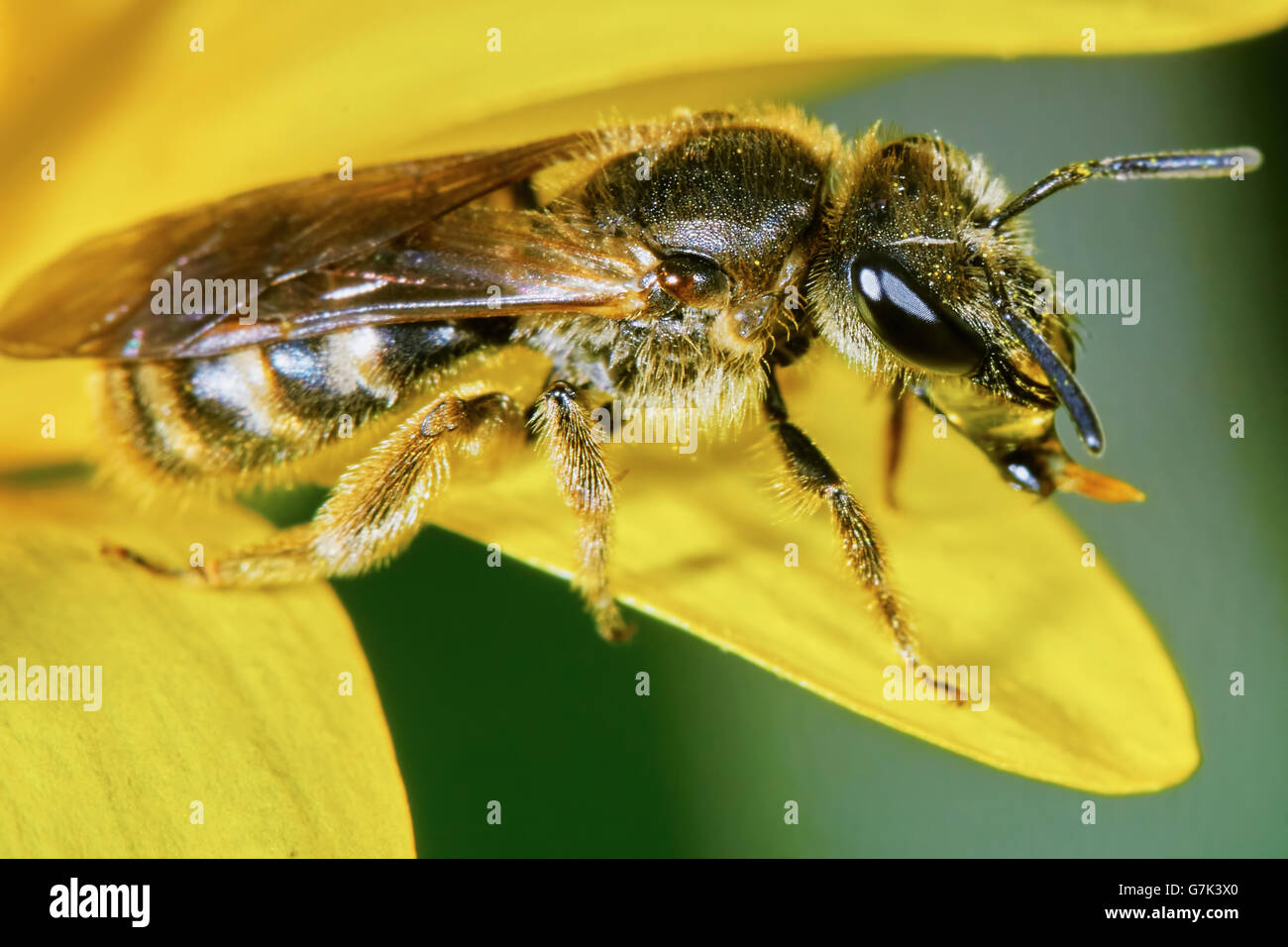 Ape su un fiore giallo in giardino Foto Stock