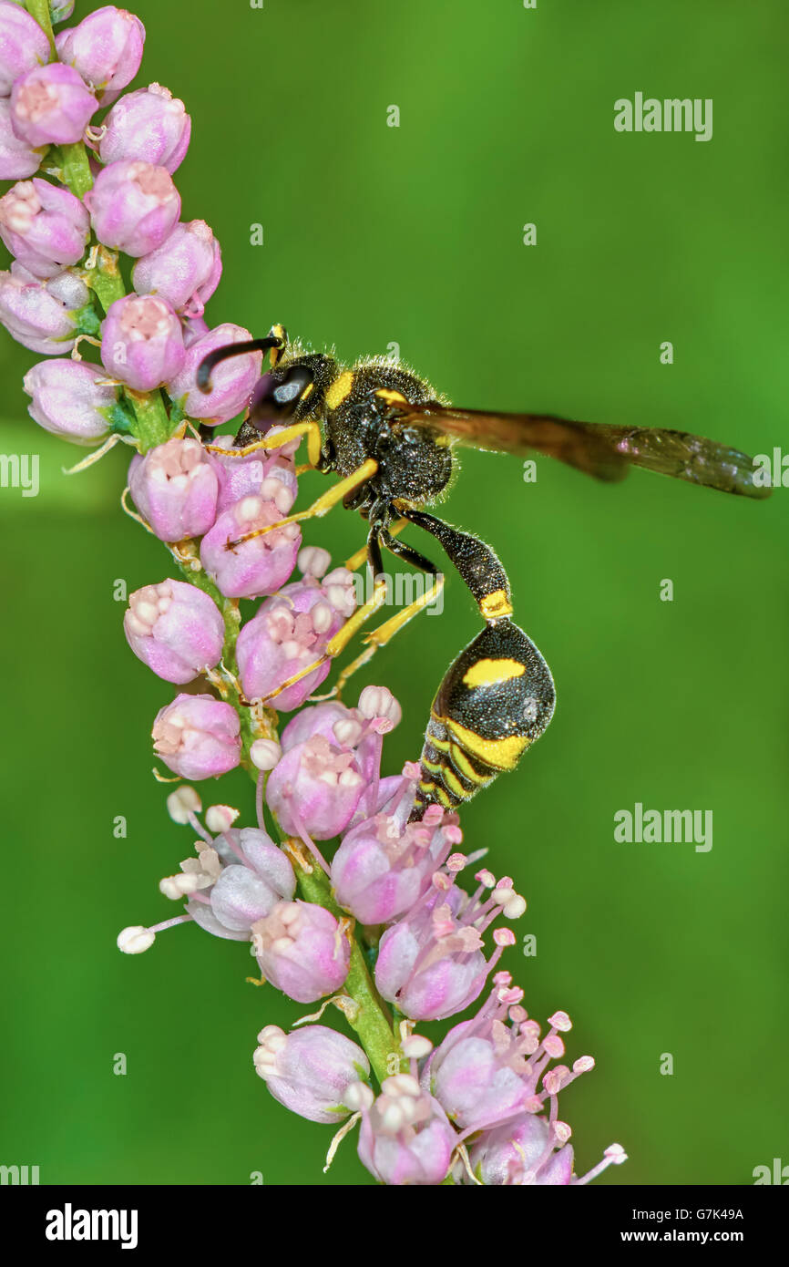 Wasp su fioritura tamerice nel giardino estivo Foto Stock