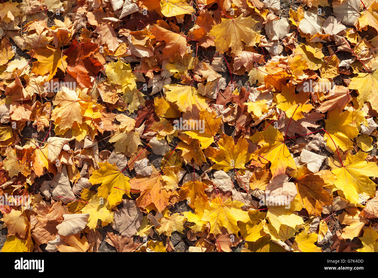 Foglie di autunno texture Foto Stock