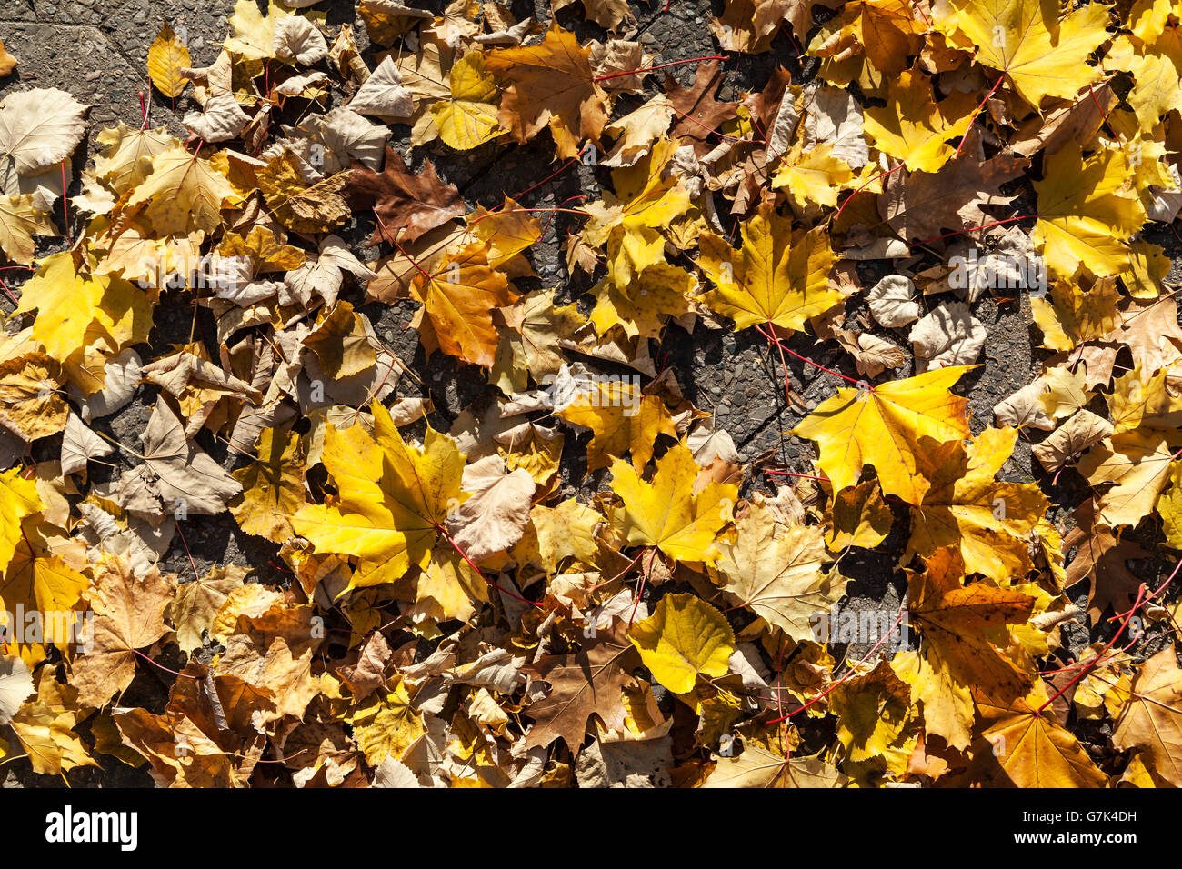 Foglie di autunno sfondo Foto Stock