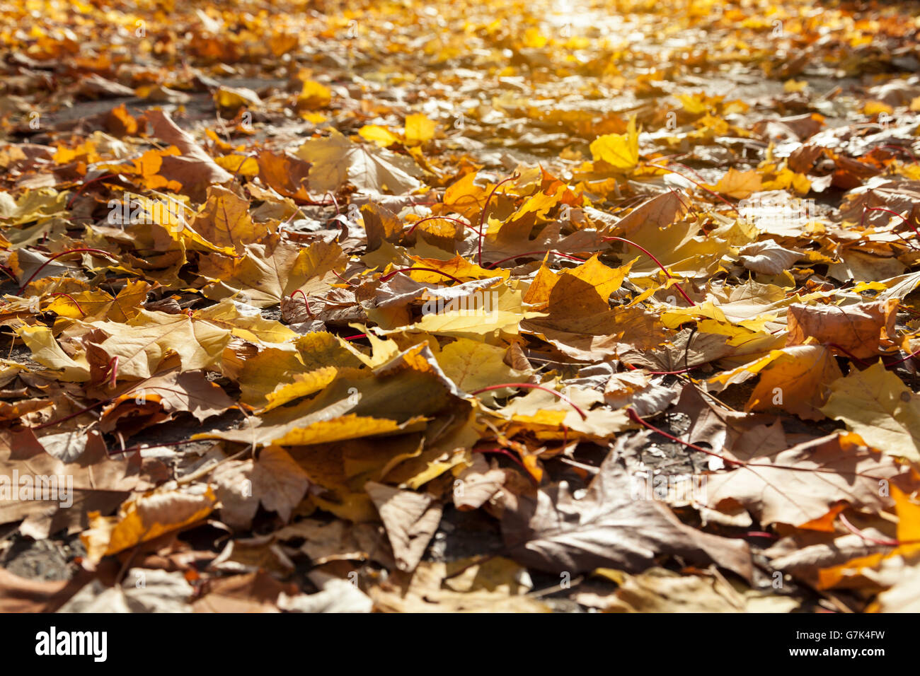 Foglie di autunno e la luce del sole Foto Stock